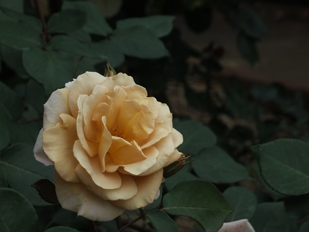 DSCF0329