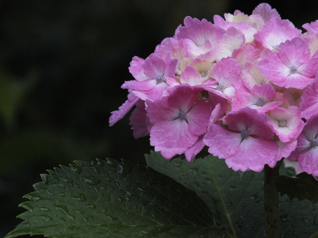 DSCF0087