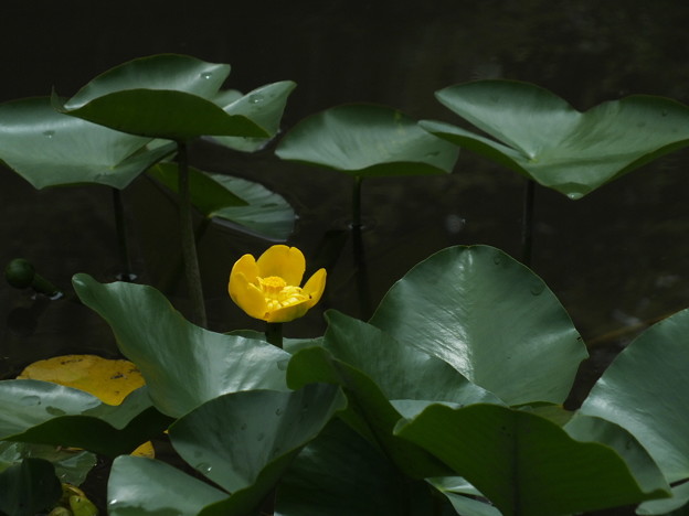 DSCF0234