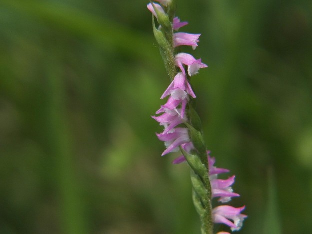 DSCF0036