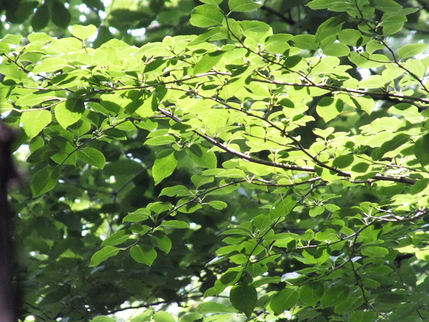 DSCF0409