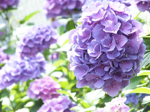 DSCF0079