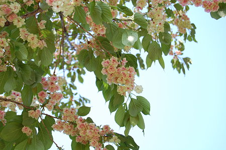 鬱金　ウコン桜