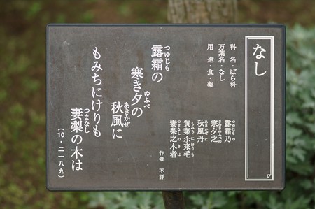 梨(ナシ)