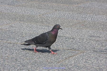 IMG_0189