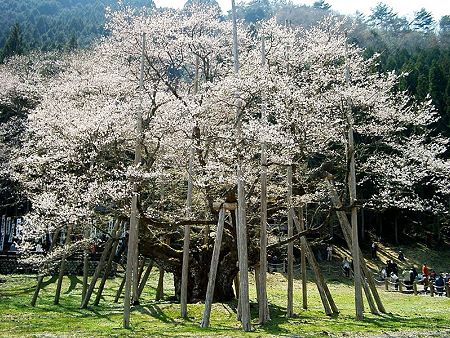 800px-%E6%B7%A1%E5%A2%A8%E6%A1%9C%28cherry-Usuzumizakura%29