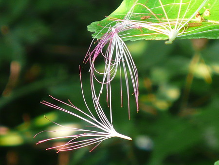 P1060136