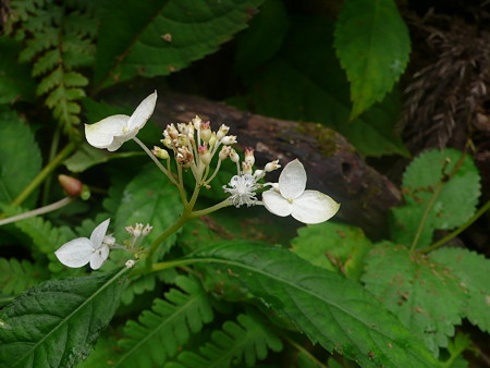 P1070156