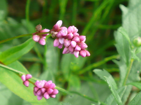P1070723