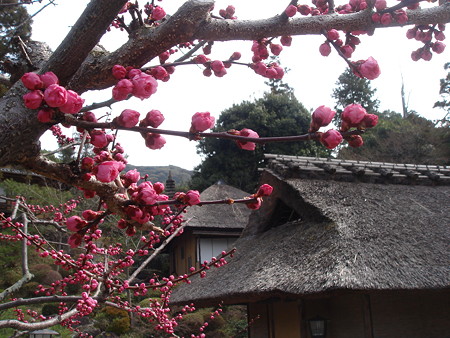 梅