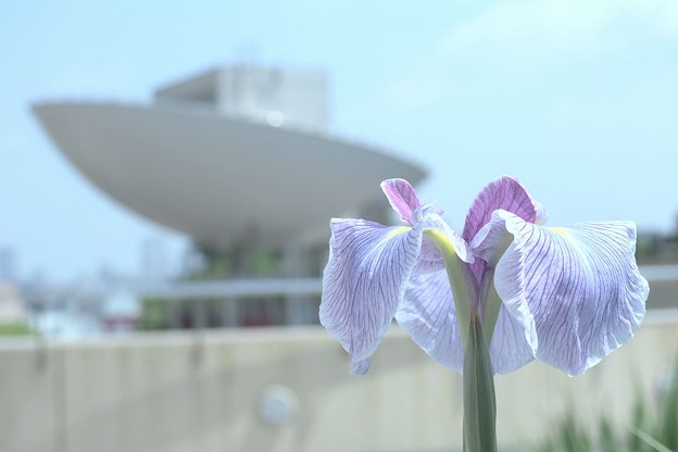 屋上庭園