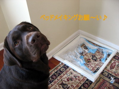 ボビーの落ち着く場所♪