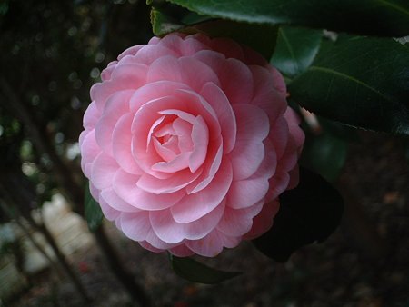 オトメツバキ（乙女椿、Camellia rusticana 'Otometsubaki'）