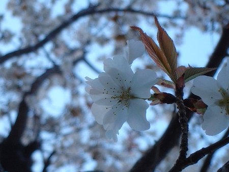 ヤマザクラ（Prunus jamasakura Sieb. ex Koidz.）
