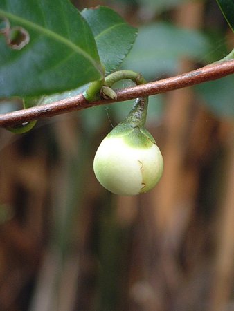 チャノキ（Camellia sinensis (L.) Kuntze）