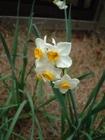 ニホンズイセン（Narcissus tazetta L. var. chinensis Roemer）