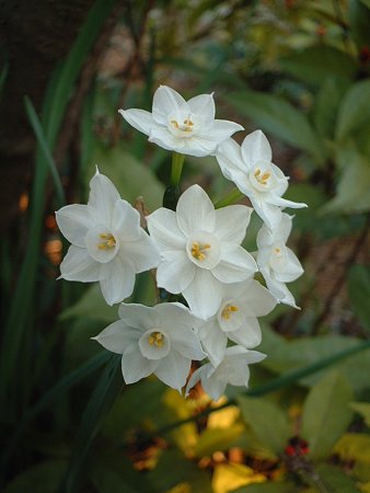 ペーパーホワイト（Narcissus tazetta ssp papyraceus ` Paper White`）