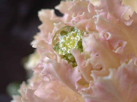 ハボタン（Brassica oleracea L. var. acephala DC. f. tricolor Hort）