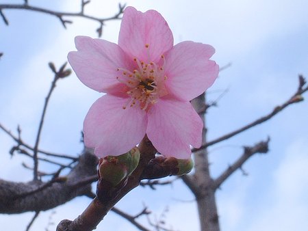 カワズザクラ（Prunus lannesiana Wils. cv. Kawazu-zakura）