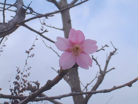 カワズザクラ（Prunus lannesiana Wils. cv. Kawazu-zakura）