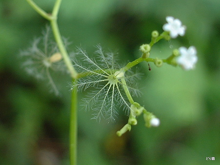 ツルカノコソウ（Valeriana flaccidissima Maxim.）