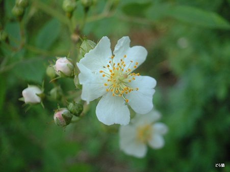 ノイバラ（Rosa multiflora Thunb.）