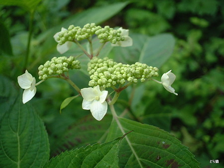 アマチャ（Hydrangea serrata (Thunb.) Ser. var. thunbergii (Siebold) H.Ohba）