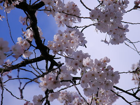 002　青い空と桜