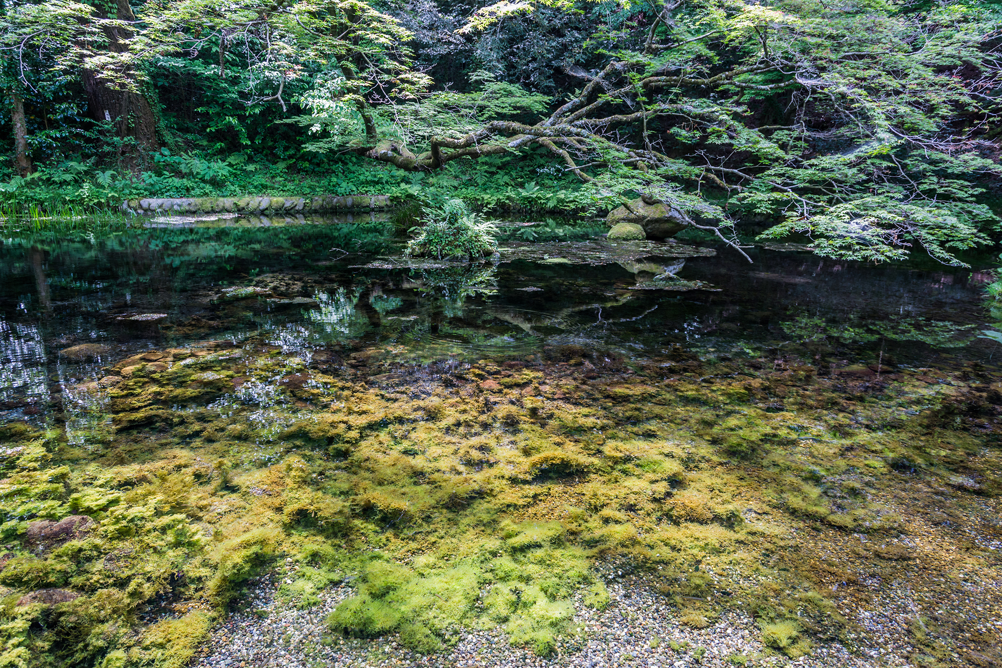山吹水源-1