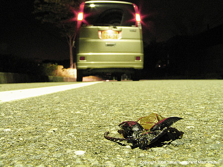 車に潰された、ノコギリカミキリ
