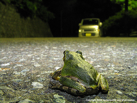 雨蛙の夜 1