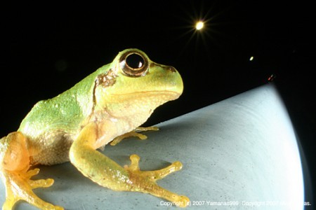夜の雨蛙