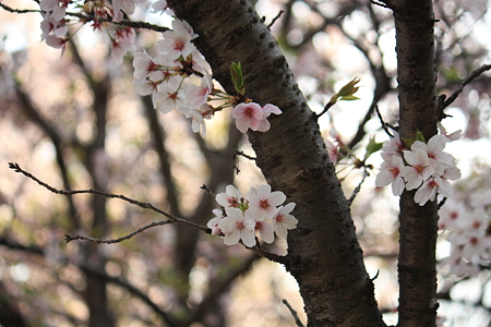 さくら公園