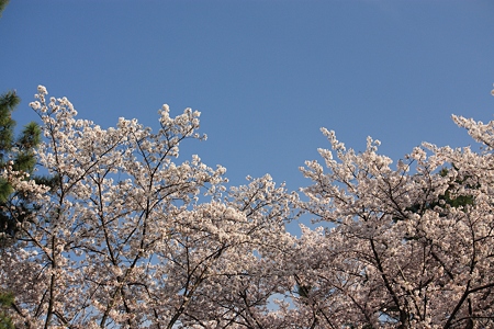 さくら公園