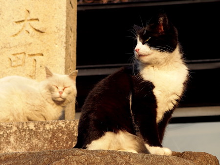 淡嶋神社の猫