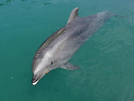 下田海中水族館のバンドウイルカ