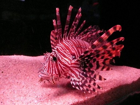 海の生物館シーパレスのミノカサゴ