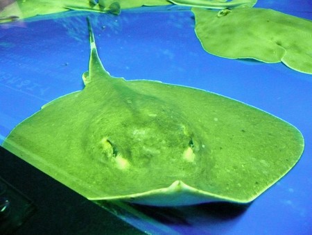 海の生物館シーパレスのエイ