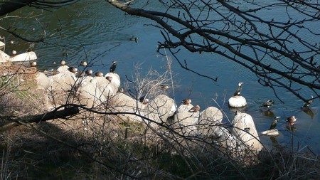 狩野川の野鳥