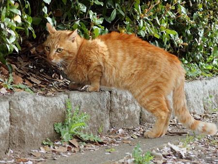 夢見ヶ崎動物公園の猫