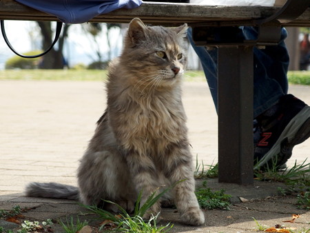 夢見ヶ崎動物公園の猫