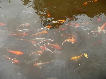 金時神社の池に住む鯉