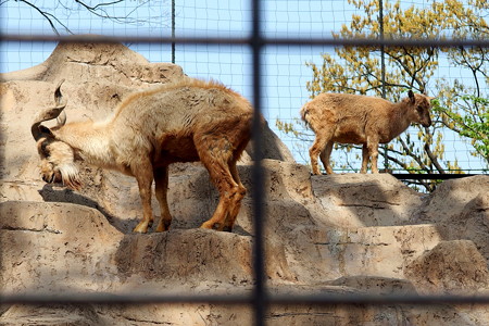 夢見ヶ崎動物公園のマーコール