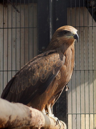 夢見ヶ崎動物公園のニシトビ