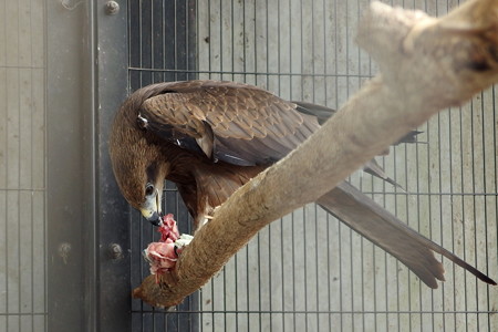 夢見ヶ崎動物公園のニシトビ