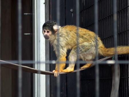 夢見ヶ崎動物公園のボリビアリスザル