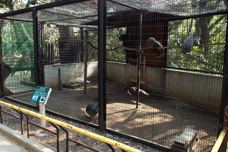 夢見ヶ崎動物公園のクジャク舎