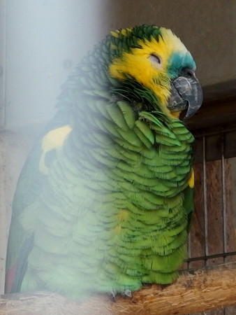 夢見ヶ崎動物公園のアオボウシインコ