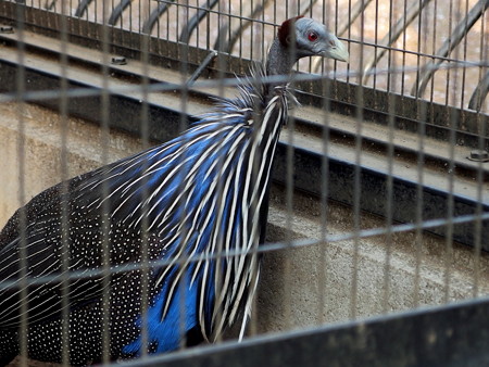 夢見ヶ崎動物公園のフサホロホロチョウ