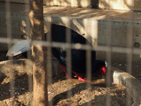 夢見ヶ崎動物公園のベトナムキジ